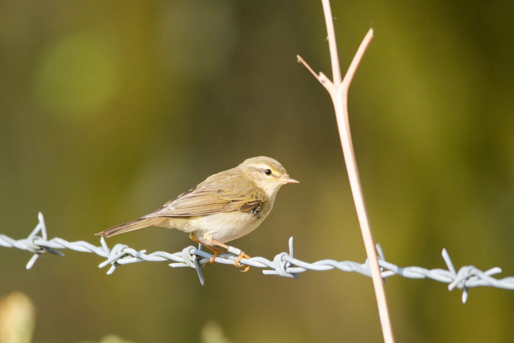 Photo of Willow Warbler